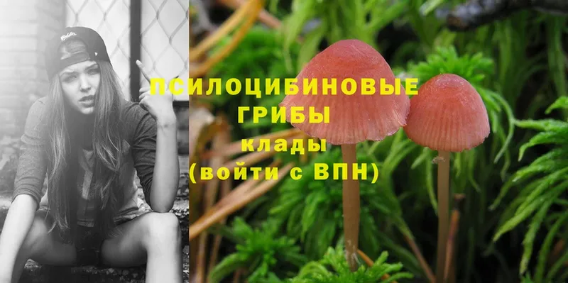 Псилоцибиновые грибы Psilocybe  Светлоград 